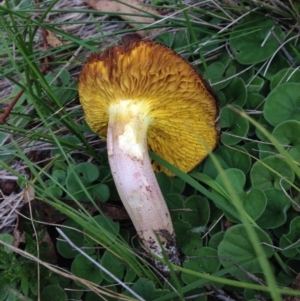 Phylloporus sp. at Illilanga & Baroona - 30 Jan 2015