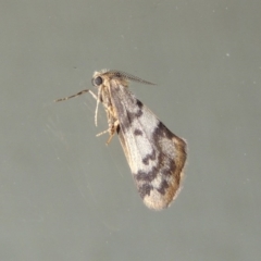 Anestia (genus) (A tiger moth) at Conder, ACT - 9 Mar 2015 by MichaelBedingfield