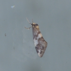 Anestia (genus) at Conder, ACT - 9 Mar 2015 10:46 PM