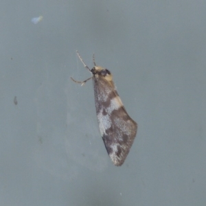 Anestia (genus) at Conder, ACT - 9 Mar 2015 10:46 PM