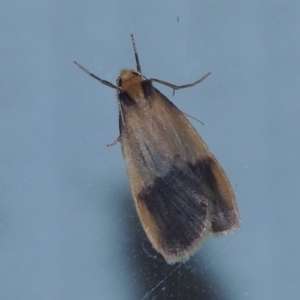 Threnosia heminephes at Conder, ACT - 9 Mar 2015 10:40 PM