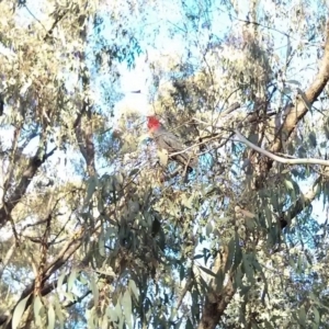 Callocephalon fimbriatum at Majura, ACT - suppressed