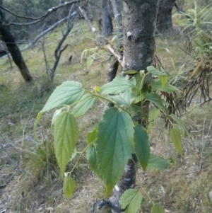 Celtis australis at Majura, ACT - 4 Nov 2017