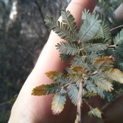 Acacia baileyana (Cootamundra Wattle, Golden Mimosa) at Majura, ACT - 4 Nov 2017 by WalterEgo