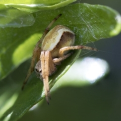 Salsa sp. (genus) (Orb-weaver) at Higgins, ACT - 3 Nov 2017 by AlisonMilton