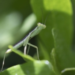 Mantodea (order) (Unidentified praying mantis) at Higgins, ACT - 3 Nov 2017 by AlisonMilton