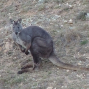 Osphranter robustus robustus at Conder, ACT - 4 Nov 2017