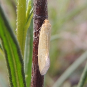 Microbela allocoma at Conder, ACT - suppressed