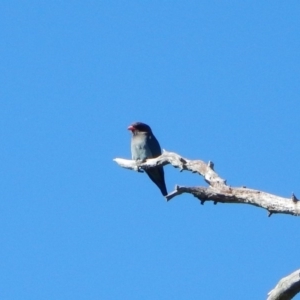 Eurystomus orientalis at Belconnen, ACT - 4 Nov 2017