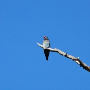 Eurystomus orientalis at Belconnen, ACT - 4 Nov 2017