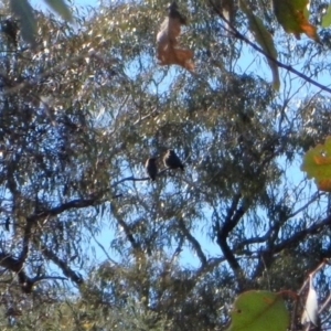 Eurystomus orientalis at Belconnen, ACT - 4 Nov 2017