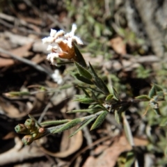 Leucopogon sp. (A Beard-heath) at Point 49 - 4 Nov 2017 by CathB