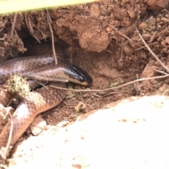 Parasuta dwyeri (Dwyer's Black-headed Snake) at Goorooyarroo NR (ACT) - 5 Nov 2017 by JasonC