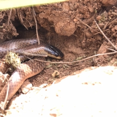 Parasuta dwyeri (Dwyer's Black-headed Snake) at Goorooyarroo NR (ACT) - 5 Nov 2017 by JasonC
