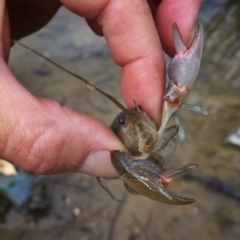 Cherax destructor (Common Yabby) at Jerrabomberra, NSW - 5 Nov 2017 by Wandiyali