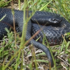 Pseudechis porphyriacus (Red-bellied Black Snake) at Jerrabomberra, NSW - 5 Nov 2017 by Wandiyali