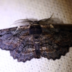 Pholodes sinistraria (Sinister or Frilled Bark Moth) at O'Connor, ACT - 14 Oct 2017 by ibaird