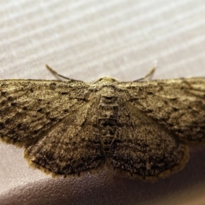 Ectropis bispinaria at O'Connor, ACT - 11 Oct 2017