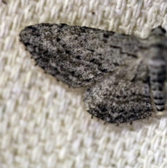 Ectropis bispinaria at O'Connor, ACT - 11 Oct 2017