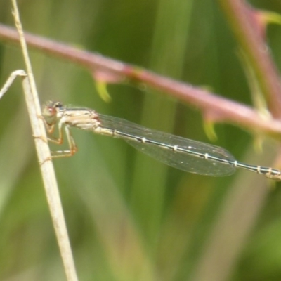 Xanthagrion erythroneurum (Red & Blue Damsel) at Wallaroo, NSW - 4 Nov 2017 by Christine