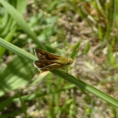 Taractrocera papyria (White-banded Grass-dart) at Wallaroo, NSW - 4 Nov 2017 by Christine