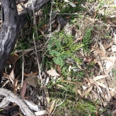 Indigofera adesmiifolia (Tick Indigo) at Mount Ainslie - 4 Nov 2017 by SilkeSma