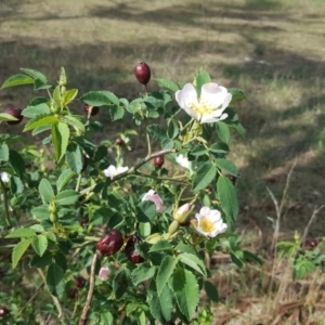 Rosa canina at Farrer, ACT - 5 Nov 2017