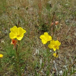 Oenothera stricta subsp. stricta at Garran, ACT - 5 Nov 2017