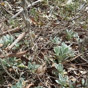 Stachys byzantina at Garran, ACT - 5 Nov 2017