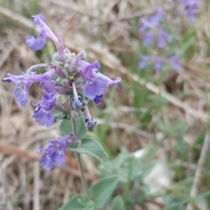 Nepeta cataria at Garran, ACT - 5 Nov 2017 12:14 PM