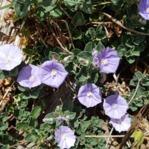 Convolvulus sabatius at Garran, ACT - 5 Nov 2017