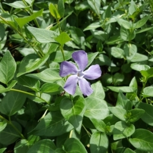 Vinca major at Garran, ACT - 5 Nov 2017 12:07 PM