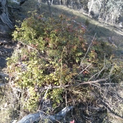 Berberis aquifolium (Oregon Grape) at Majura, ACT - 5 Nov 2017 by WalterEgo