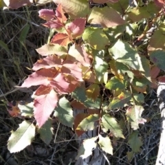 Berberis aquifolium at Majura, ACT - 5 Nov 2017 05:23 PM