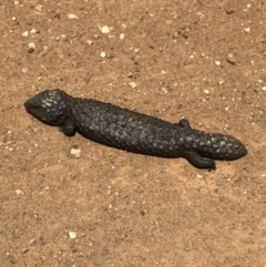 Tiliqua rugosa at Bungendore, NSW - 4 Nov 2017 04:33 PM