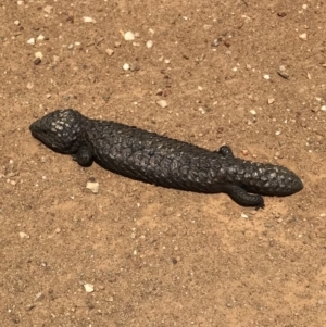 Tiliqua rugosa at Bungendore, NSW - 4 Nov 2017 04:33 PM