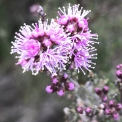 Kunzea parvifolia (Violet Kunzea) at Bungendore, NSW - 4 Nov 2017 by yellowboxwoodland