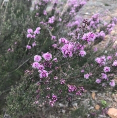 Kunzea parvifolia at Bungendore, NSW - 4 Nov 2017 04:38 PM