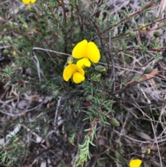 Gompholobium huegelii (Pale Wedge Pea) at Bungendore, NSW - 5 Nov 2017 by yellowboxwoodland