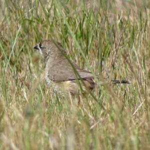 Aphelocephala leucopsis at Canberra, ACT - 4 Nov 2017