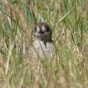 Aphelocephala leucopsis at Canberra, ACT - 4 Nov 2017