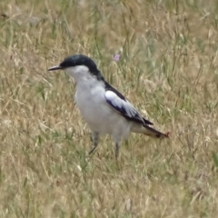 Lalage tricolor (White-winged Triller) at Hume, ACT - 5 Nov 2017 by roymcd