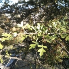 Crataegus monogyna at Majura, ACT - 5 Nov 2017 05:28 PM