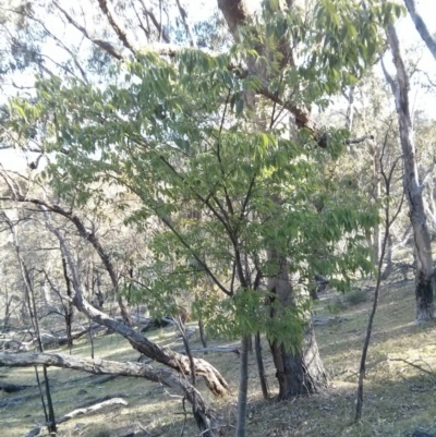 Celtis australis (Nettle Tree) at Majura, ACT - 5 Nov 2017 by WalterEgo