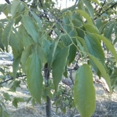 Celtis australis at Majura, ACT - 5 Nov 2017