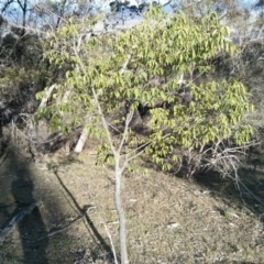 Celtis australis (Nettle Tree) at Mount Ainslie - 5 Nov 2017 by WalterEgo