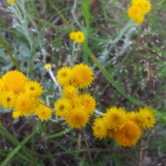 Chrysocephalum apiculatum (Common Everlasting) at Kambah, ACT - 5 Nov 2017 by RosemaryRoth