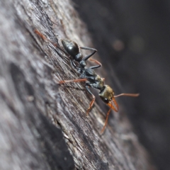 Myrmecia sp., pilosula-group (Jack jumper) at Acton, ACT - 4 Nov 2017 by David