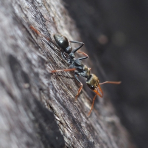 Myrmecia sp., pilosula-group at Acton, ACT - 4 Nov 2017 03:21 PM