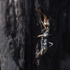 Myrmecia sp., pilosula-group at Acton, ACT - 4 Nov 2017 03:21 PM